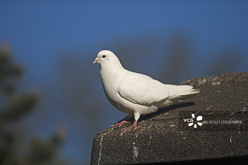 英国白石鸽子图片素材