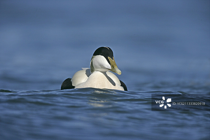 在英国游泳的雄性普通绒鸭图片素材