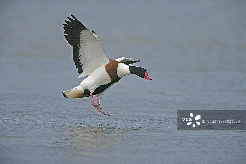 在荷兰飞翔的翘鼻麻鸭图片素材