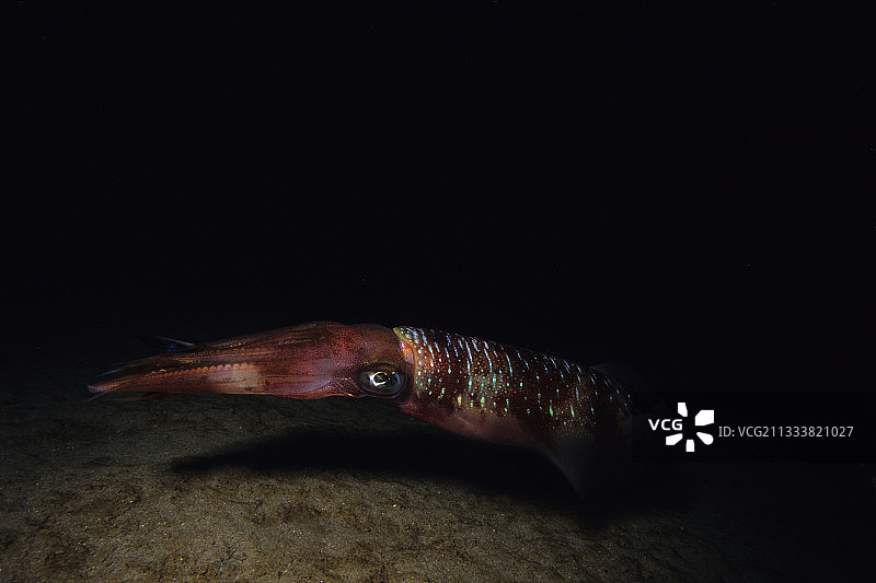 在埃及红海底部附近游泳的鱿鱼图片素材