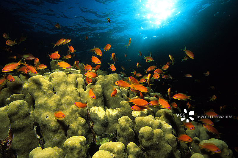 条纹花鮨雌鱼在红海珊瑚顶部群游图片素材