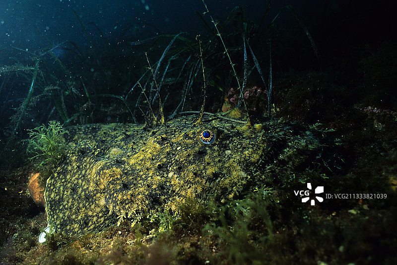 在地中海海底潜伏的鮟鱇鱼图片素材