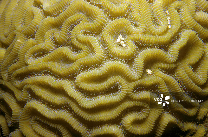 沟纹脑珊瑚特写图片素材