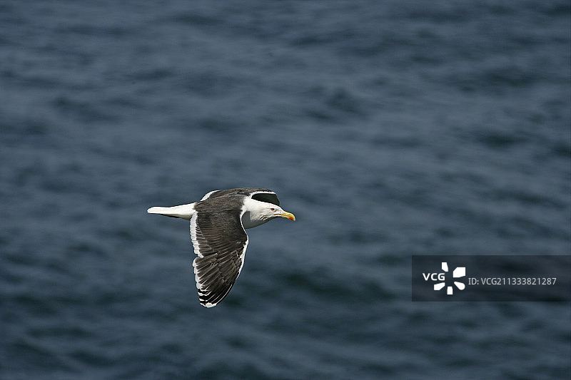 在英国飞翔的黑背鸥图片素材