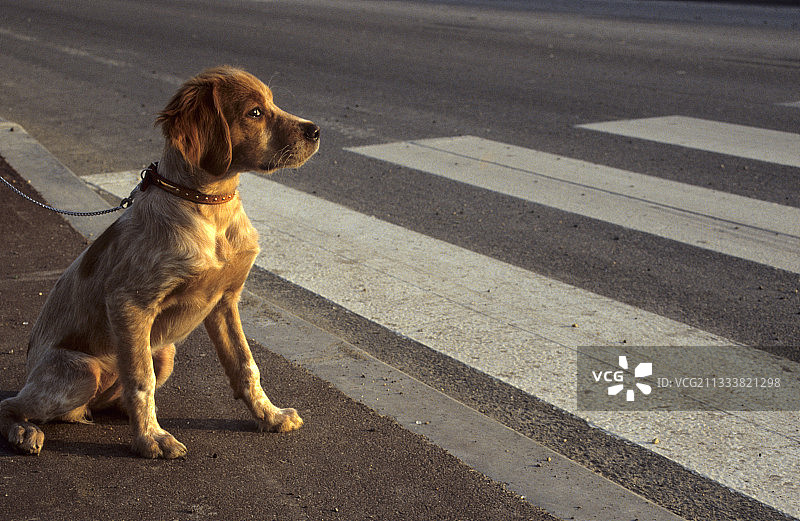 人行道上牵着皮带的布列塔尼猎犬图片素材