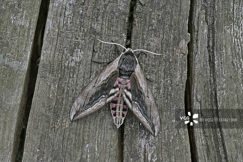 英国木材上的欧洲夹竹桃天蛾图片素材