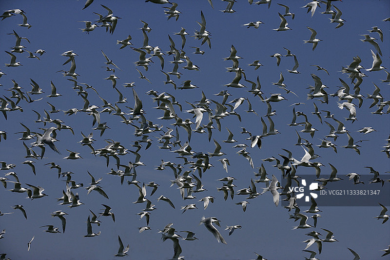 一群飞翔的白嘴燕（英国法恩群岛）图片素材