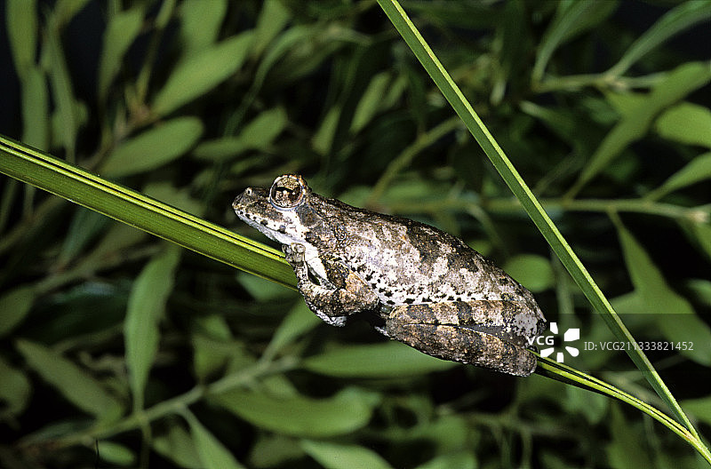灰色泡沫巢树蛙图片素材