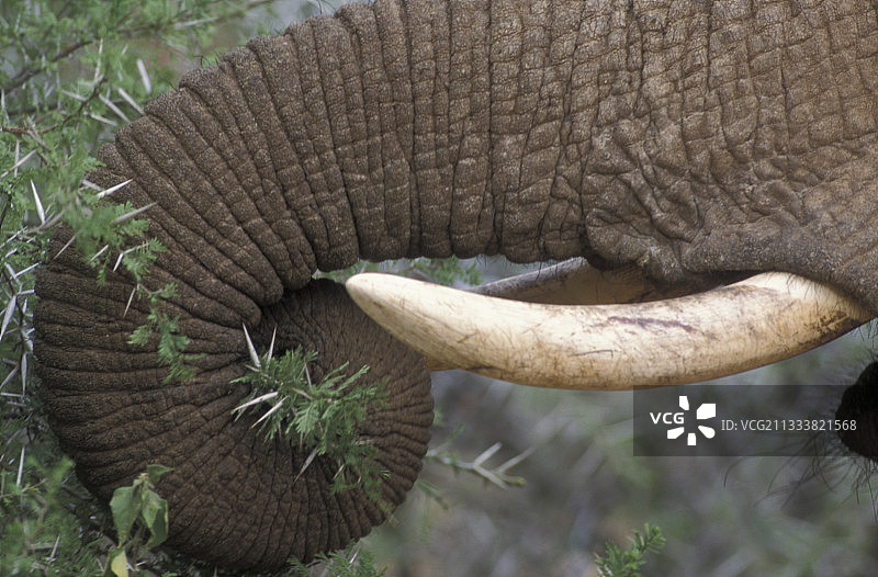 非洲象在非洲采食带刺树枝图片素材