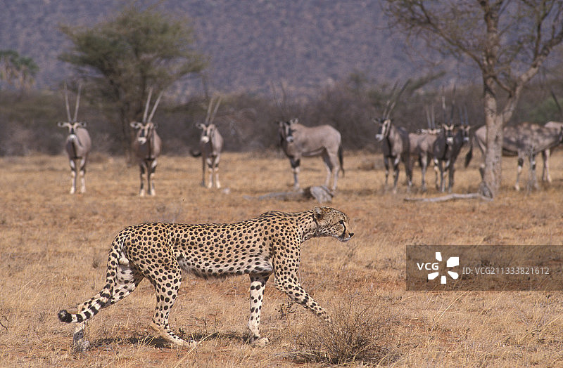 猎豹在非洲剑羚群前行走图片素材