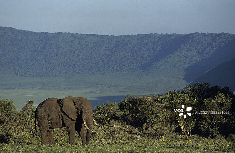 坦桑尼亚稀树草原上的非洲象图片素材