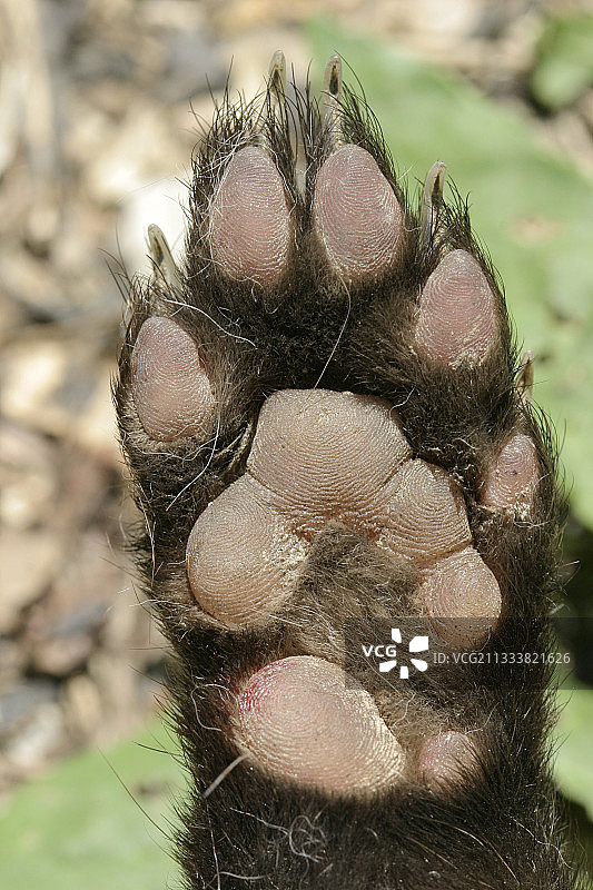 山毛榉貂的爪子特写，法国伊泽尔省图片素材