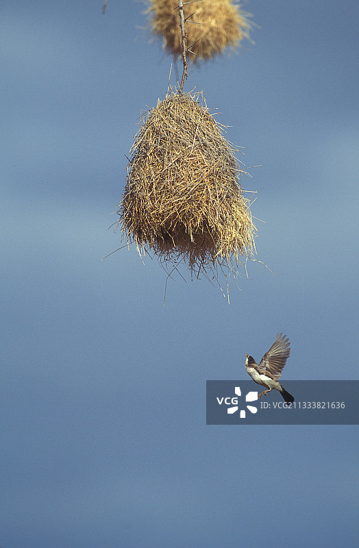 非洲巢穴下的飞行织布鸟图片素材