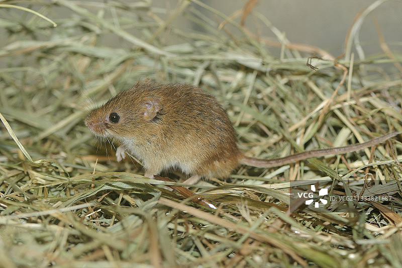 法国伊泽尔省草丛中的小 harvest 鼠图片素材