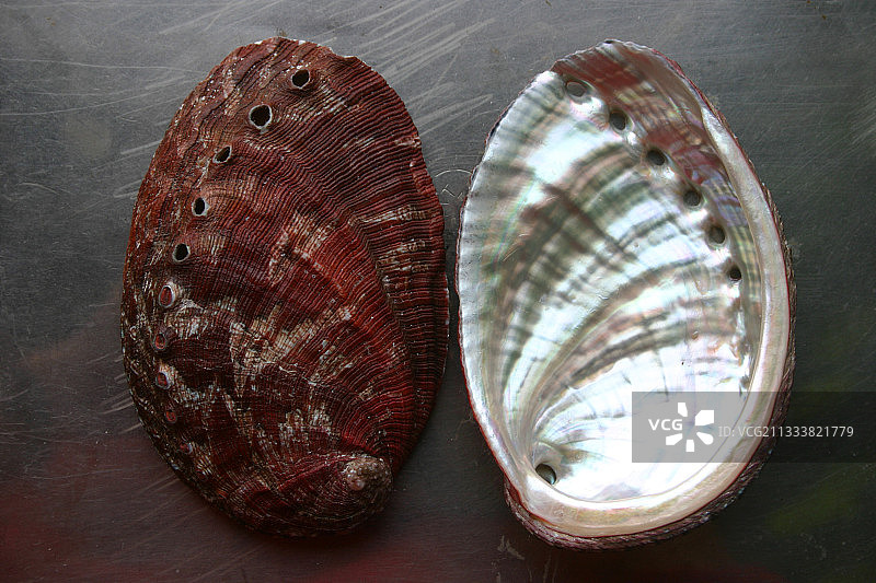 法国科特迪瓦 Armor 的绿色鲍鱼壳图片素材