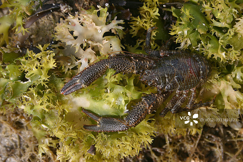 法国绿藻丛中的棘刺海螯虾图片素材