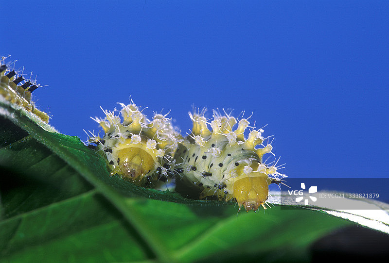 亚洲的蓖麻蚕蛾幼虫正在吃树叶图片素材