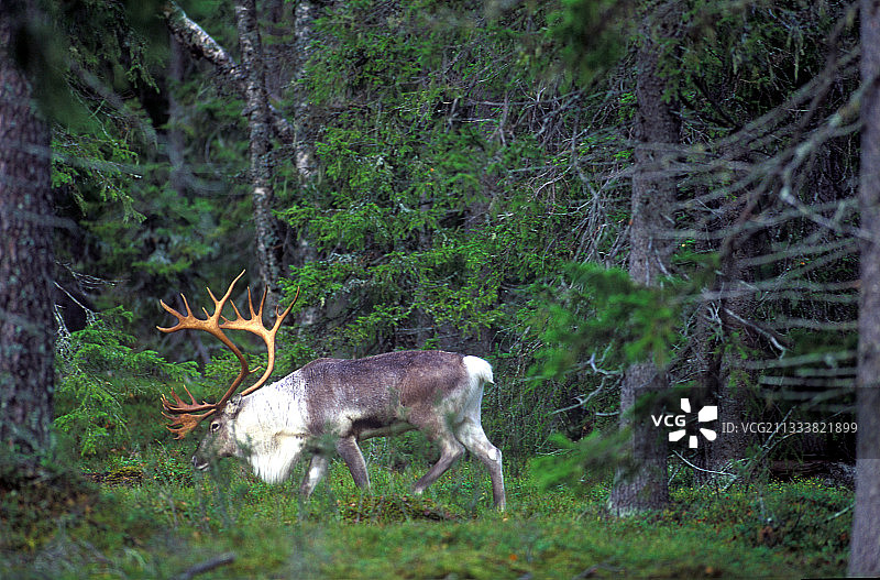 雄性驯鹿在芬兰泰加林的灌木丛中行走图片素材