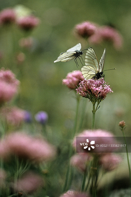 聚集在法国野花上吸食花蜜的黑脉白蝶图片素材