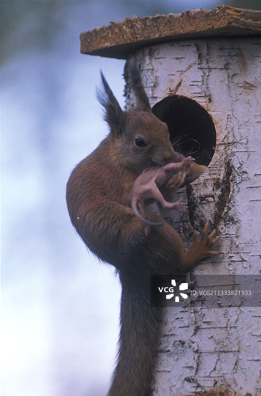 欧亚红松鼠在繁殖笼中携带幼崽图片素材