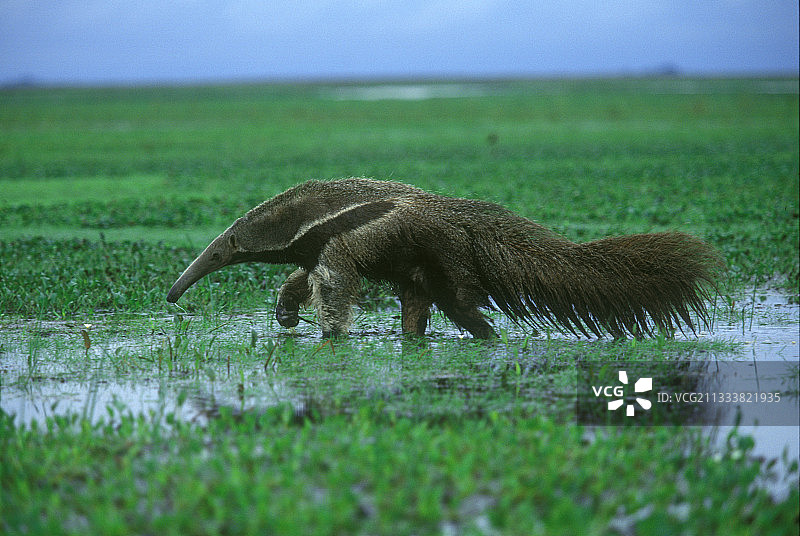 穿越委内瑞拉沼泽地的大食蚁兽图片素材
