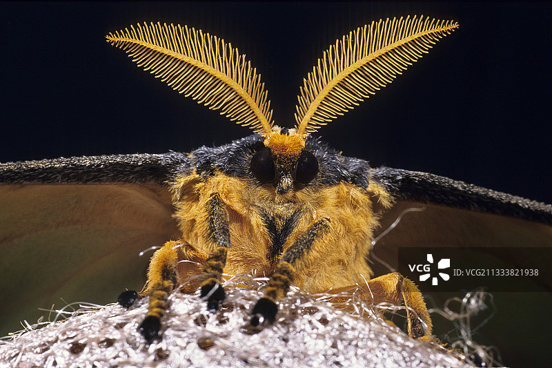 马达加斯加月亮蛾的特写图片素材