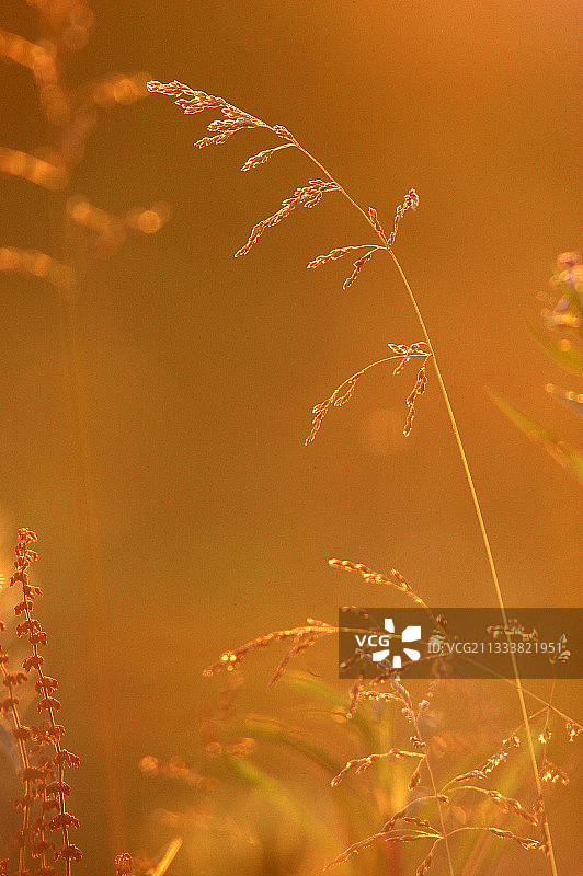夏季日落时的禾本科植物图片素材