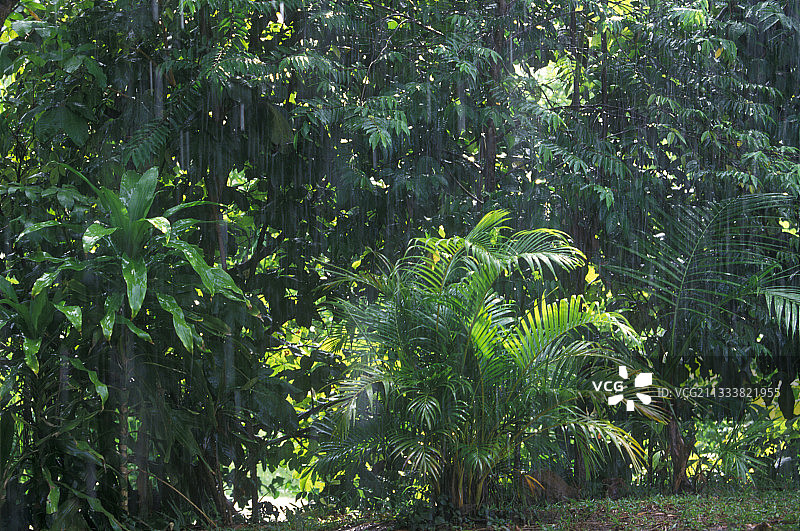 法属圭亚那的热带雨图片素材