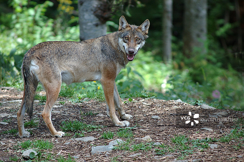 法国梅康图尔灌木丛中的狼图片素材