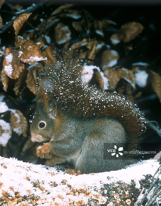 欧洲雪地树枝上的欧亚红松鼠图片素材