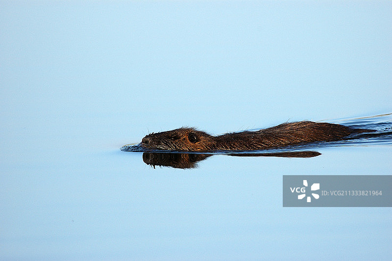 游泳的海狸鼠图片素材