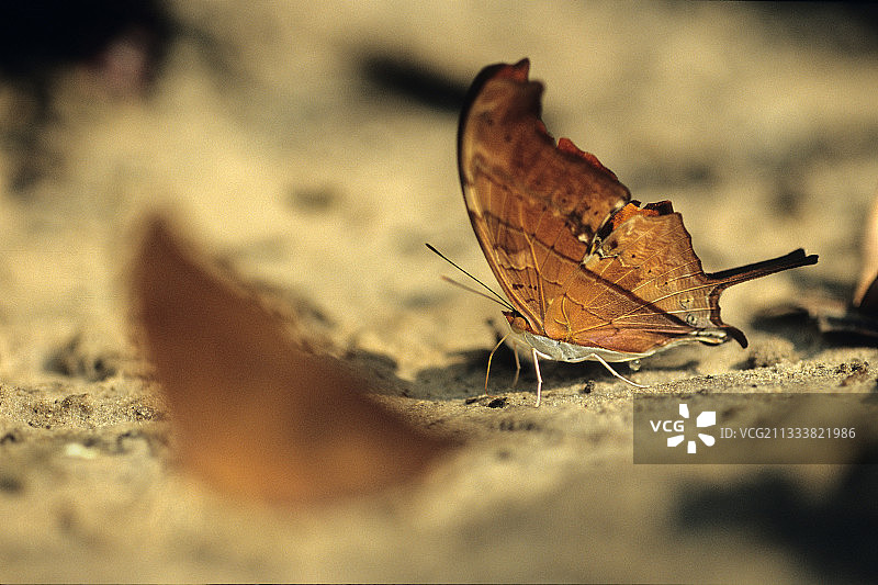 巴西红蛱蝶图片素材