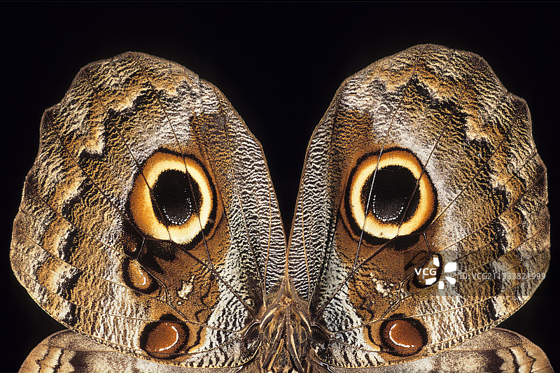 巴西猫头鹰蝶图片素材