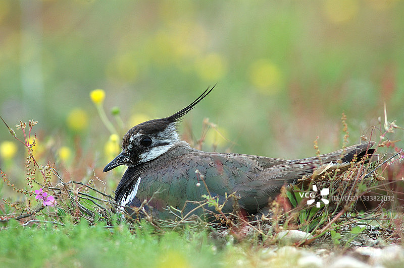 法国田野中正在孵蛋的凤头麦鸡图片素材
