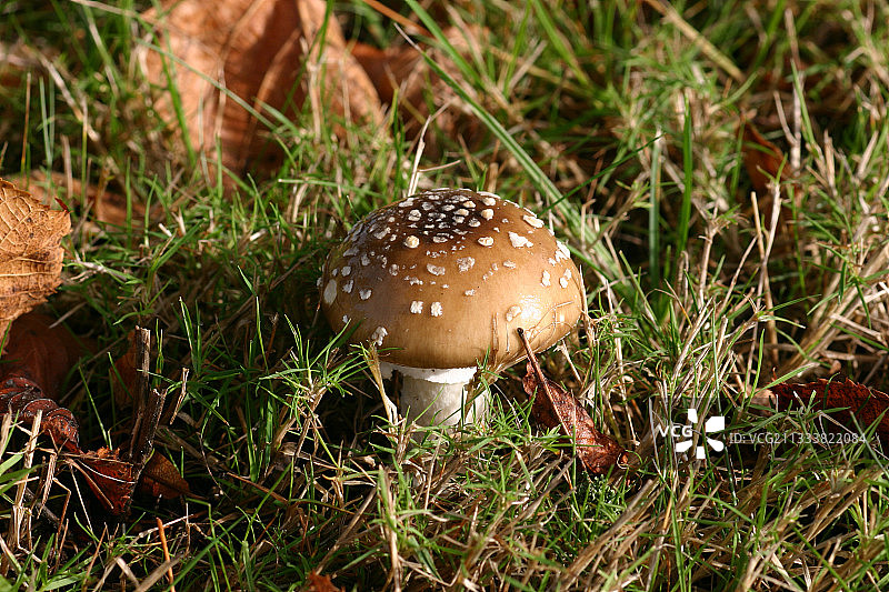 法国豹斑鹅膏菌图片素材