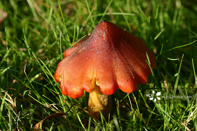 成熟时菌盖变黑。图片素材