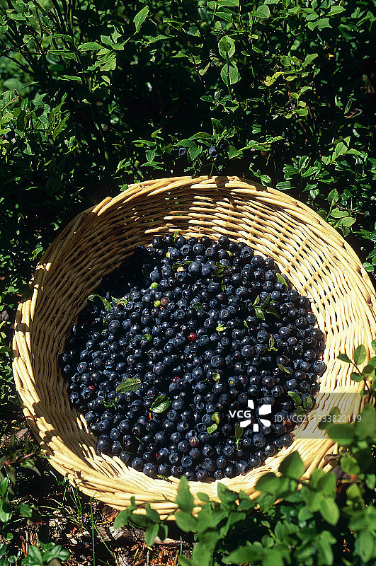 法国阿尔卑斯山越橘篮图片素材