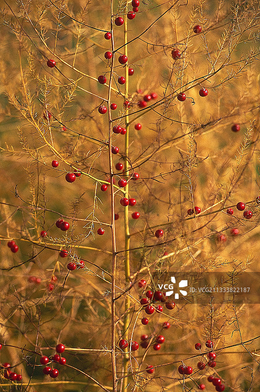 卢瓦雷法国花园里的石刁柏图片素材