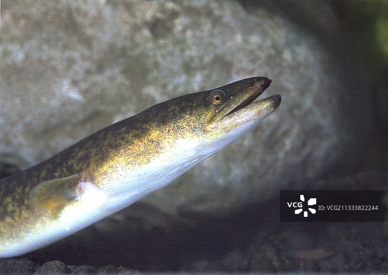 留尼汪岛的巨型驳鳗图片素材