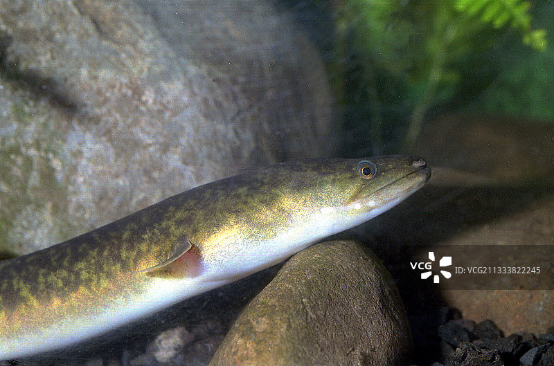 留尼汪岛的巨型驳鳗图片素材