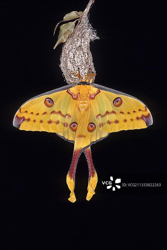 离开蛹的巨型彗星蝴蝶，马达加斯加图片素材