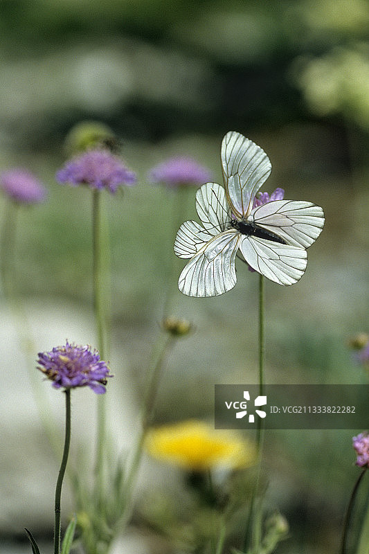 法国黑脉白粉蝶的求偶行为图片素材