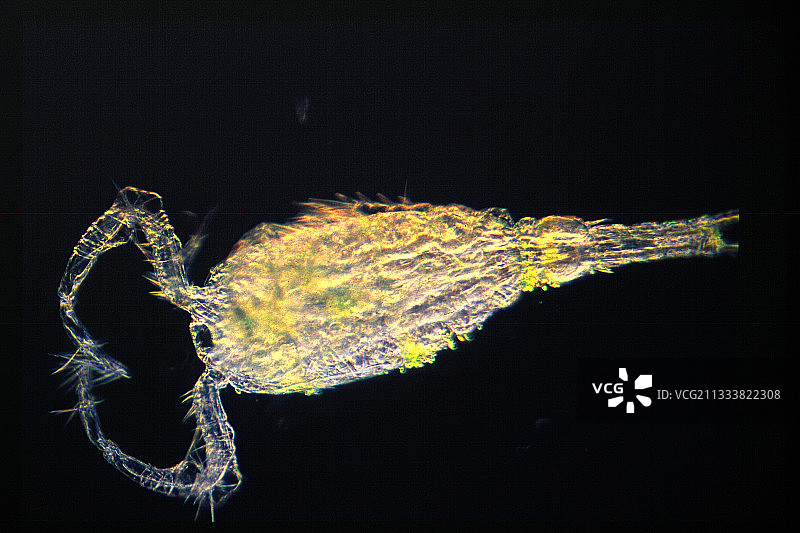 光学显微镜下的剑水蚤图片素材