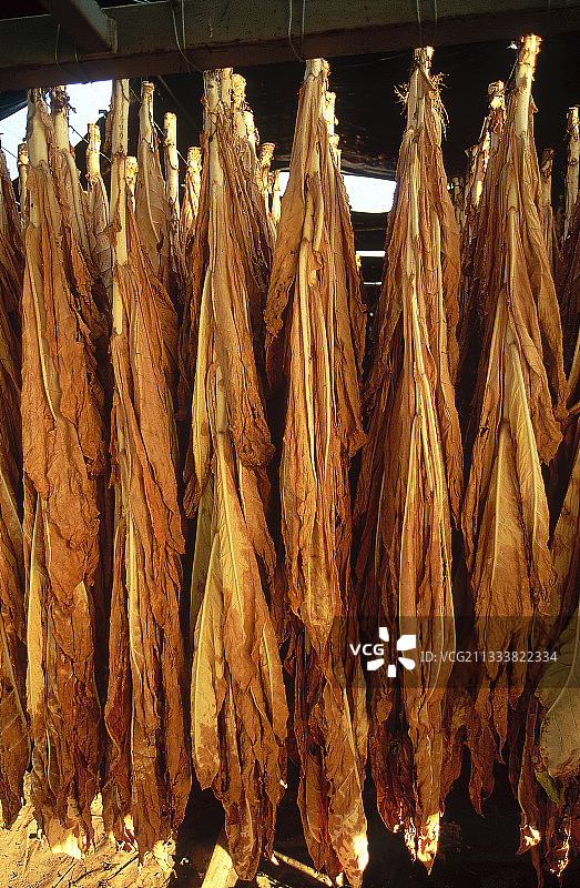 法国：晾晒烟叶图片素材