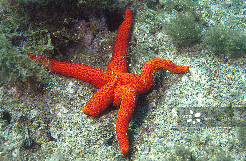海床上的红色海星图片素材