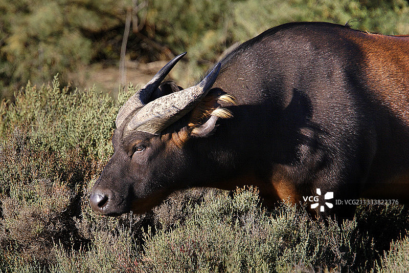 法国锡让非洲保护区图片素材