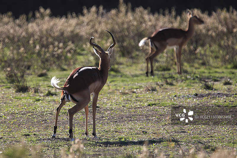 法国锡让非洲保护区图片素材