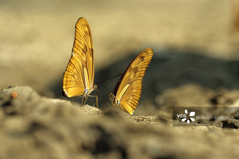 巴西，茱莉亚蝴蝶图片素材