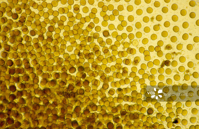 紫色海胆卵图片素材