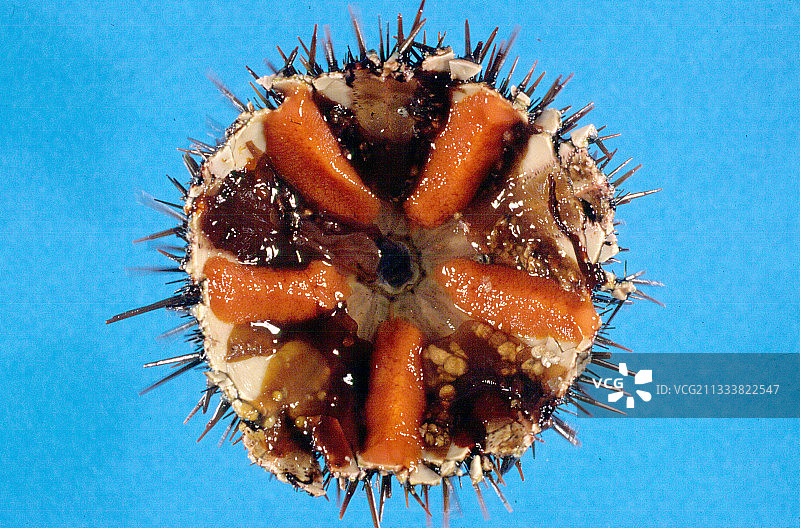 展示春季生殖腺的紫色海胆图片素材